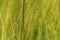 Background green spikelets of wild nature grass