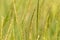 Background green spikelets of wild nature grass