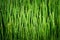 Background of green sprouts of wheat