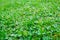 Background of green summer clover grass, selective focus