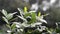 Background of green tangerine tree with orange fruit in a pot in the greenhouse. Leaves with raindrops. Top view. Gardening