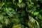 Background from green tropical leafs.Different foliage plants on dark bcakdrop.Good as advert banner with copy space