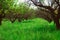 Background green wallpaper grass garden