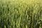 Background of a green wheat field, spikelets in the sunlight