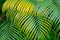 Background of green and yellow palm leaves