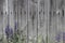 Background grey rustic board fence with nails and green grass with purple flowers at the bottom grey grass