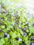 Background of groundcover plant with small blue flowers