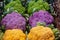 Background:Group of cauliflowers in different colors