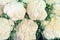 Background of group of cauliflowers on the market