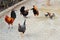 Background with a group of colorful red black hans and roosters