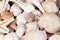 Background of group of various seashells