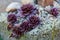 Background of growing beautiful succulents of echeveria languidly red color on stony soil