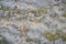 Background of a grungy gray cement wall with moss