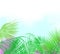 Background or Header of Tropical Leaves and Flowers