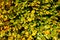 Background, hedge Fagus sylvatica in autumn