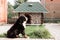 On the background of his home. c Purebred adult dog outdoors in the nature on a sunny day during late spring and early