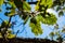 Background of a holm oak tree with brown branches and green leaves with sunlight shining through the leaves on a sunny day with