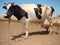 Background Holstein Friesian black and white.