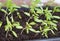 The background for home of agriculture.Young plants of tomato seedlings on a wooden table