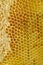 Background. Honeycombs. Yellow honeycombs close up.