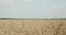 Background of horizon of sky and vibrant golden, ripe wheat field