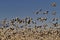 Background of huge flock of snow geese lifting into flight