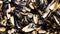 Background from the husks of sunflower seeds.