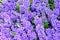 Background hyacinth flowering in big pot. Macro of purple hyacinth flower meadow. Many violet hyacinth flowers in winter garden.