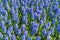 Background hyacinth flowering in big pot. Macro of purple hyacinth flower meadow. Many violet hyacinth flowers in winter garden.