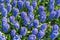 Background hyacinth flowering in big pot. Macro of purple hyacinth flower meadow. Many violet hyacinth flowers in winter garden.