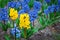 Background hyacinths flowering in garden. Blue and yellow patriotic ukrainian hyacinth flowers