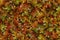 Background illustration of colorful autumn chestnut leaves