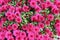 Background image of beautiful pink Hardy Mums in backyard garden