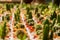 Background image blur cactus in many pots. Many kinds