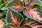 Background image of bright and colorful coleus plants in bright red and green tones