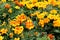Background image of bright yellow and red marigold plants in landscaped garden