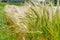 Background image of closeup green barley field