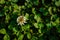 background image of a clover. Green background with shamrocks of shamrocks. the symbol of the St. Patrick's Day holiday