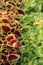 Background image of colorful coleus plants in garden