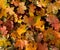 Background image with fallen autumn leaves