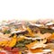 Background image with fallen autumn leaves