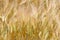 Background image of golden barley field