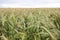 A background image of green barley field