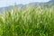 Background image of green barley field