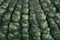 Background image of green marina di chioggia pumpkin texture. Ripe dark green pumpkin peel.