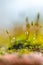 background image of green moss in close-up with blurred focus.Sporangia moss on a blurry background. Each sporangium is