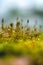 background image of green moss in close-up with blurred focus.Sporangia moss on a blurry background. Each sporangium is