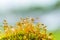 background image of green moss in close-up with blurred focus.Sporangia moss on a blurry background. Each sporangium is