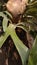 background image of Horn plant (Platycerium), Deer antlers plants. Scientific name platycerium andinum