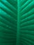 background image leaves green